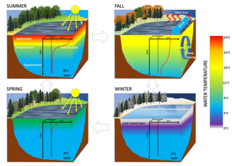 Ciclos estacionales de estratificación térmica en un lago dimíctico.