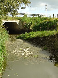 Contaminación del agua debido a la ganadería lechera en Wairarapa