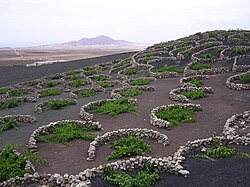 Viñedo en terreno volcánico en Lanzarote