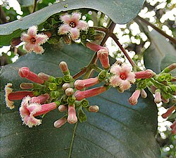 Árbol de la quina o cascarilla