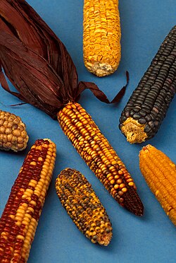El maíz, ejemplo de planta utilizada para biocombustibles.