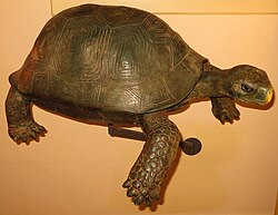 Reconstrucción de la tortuga gigante de Tenerife
