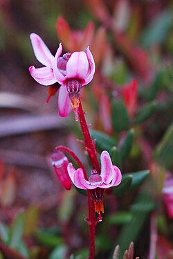 Flores rosadas de Vaccinium oxycoccos