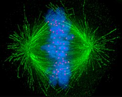 Imagen del huso mitótico en una célula humana que muestra microtúbulos, cromosomas y cinetocoros.