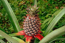 Una fruta de piña verde en su planta madre.