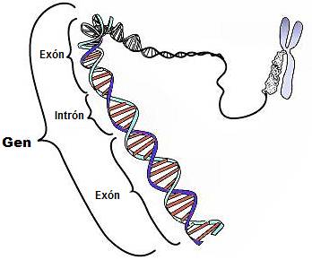 Diagrama esquemático de un gen corto dentro de la estructura de doble hélice del ADN que forma un cromosoma