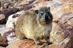 Ejemplar de Procavia capensis sobre una roca