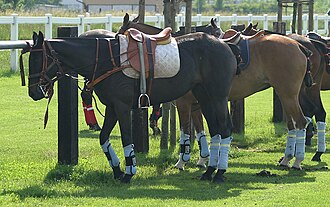 Polo ponis esperando el inicio del partido.