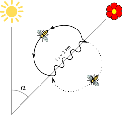 Esquema de la danza de la abeja