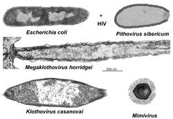 Comparación de tamaño entre virus gigantes y bacterias u otros virus