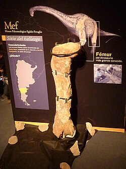 Fósiles del titanosaurio