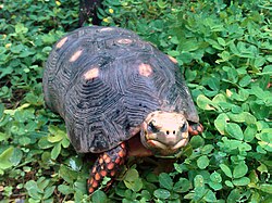 Una tortuga morrocoy de patas rojas en un entorno ajardinado