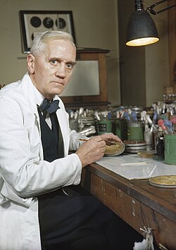 Alexander Fleming en su laboratorio entre 1939 y 1945