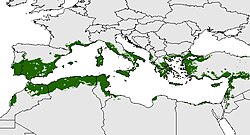 Mapa de distribución potencial del olivo en la Cuenca del Mediterráneo calculado mediante modelos matemáticos