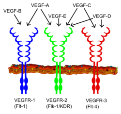 Tipos de VEGF y sus receptores .
