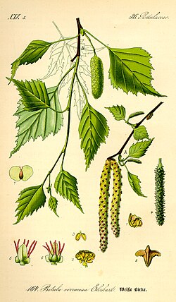 Ilustración taxonómica y características generales del género Betula