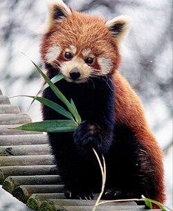 El falso pulgar del panda rojo