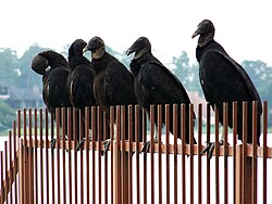 Un grupo de buitres negros americanos posados juntos en una cerca de madera