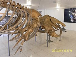 Esqueleto de una ballena franca austral