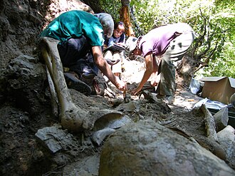 Exhumación de una fosa común