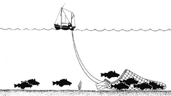 Representación esquemática de la pesca de arrastre