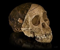 Cráneo fósil del niño de Taung