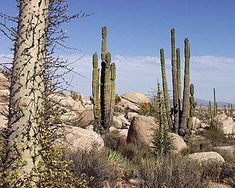 Cactus cardón en el desierto de Baja California, Cataviñá, México.