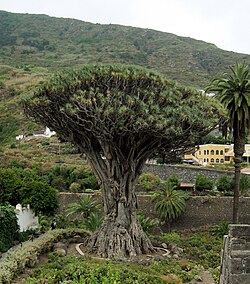Ejemplar monumental de drago en Icod de los Vinos