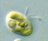 Ilustración microscópica de Pavlova sp.
