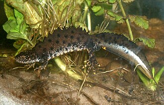 Ejemplar macho de tritón crestado del norte