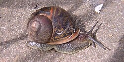 Caracol común de jardín sobre una superficie