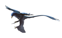 Reconstrucción de Microraptor gui
