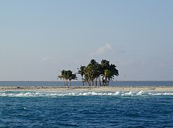 Palmeras en la isla Clipperton