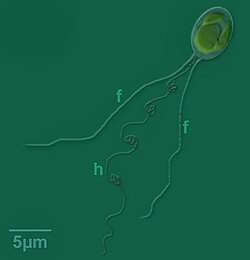 Micrografía de Chrysochromulina con flagelos y haptonema visible
