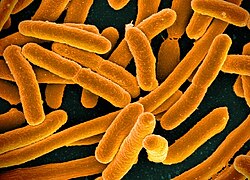 Fotografía microscópica de Escherichia coli