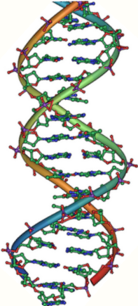 Representación esquemática de la molécula de ADN
