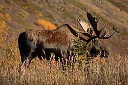 Fotografía de un ejemplar de Alces alces