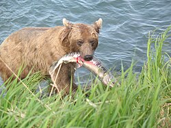 Un oso con un salmón capturado en un río, ilustrando la depredación en la ecología comunitaria.