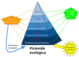 Pirámide ecológica y flujo de energía