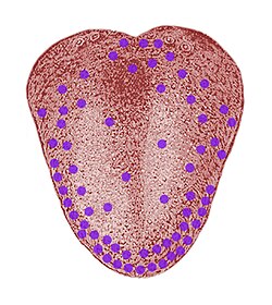Diagrama de la lengua humana señalando las zonas de percepción del sabor