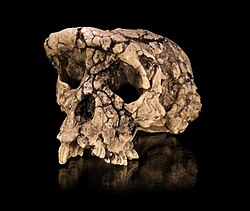 Tabla taxonómica y rango temporal del Sahelanthropus tchadensis