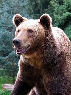 Oso pardo en la naturaleza