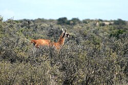 Guanaco en la estepa