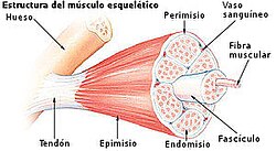 Diagrama de la estructura de un músculo esquelético