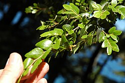 Hojas coriáceas de coigüe