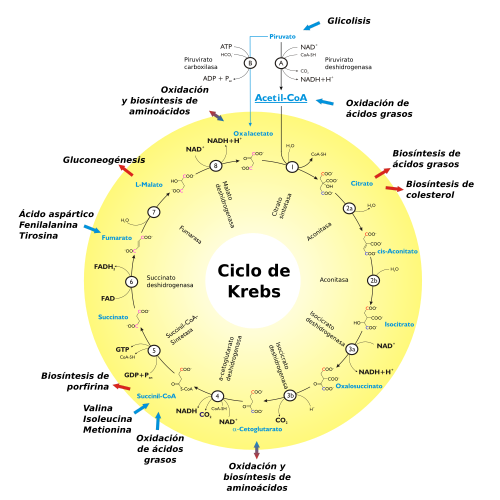 Ciclo de Krebs en la matriz mitocondrial.