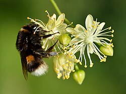 Un ejemplar de Bombus terrestris libando el néctar de una flor de Tilia cordata