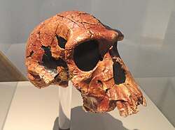 Cráneo fósil atribuido a Homo habilis