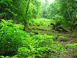 Bosque mixto hircano cerca del mar Caspio