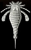 Ilustración de un euriptérido
